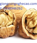 Hình ảnh: Cung cấp cây giống : Cây Óc Chó ( Hồ Đào)