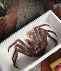 Hình ảnh: Cua king từ 2.5 đến 5 kg