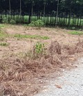 Hình ảnh: Chính chủ cần bán gấp lô đất Trừ Văn Thố, Bàu Bàng, Bình Dương.
