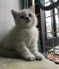 Hình ảnh: Tìm sen yêu thương bé mèo lai ALN màu trắng 