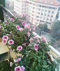 Hình ảnh: Bán gấp CH Tràng An Complex, 74,5m2, full nội thất cao cấp