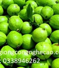 Hình ảnh: bán cây giông: Ổi Đông Dư