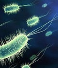 Hình ảnh: Men vi sinh Bacillus subtilis