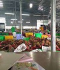 Hình ảnh: Lh 0947459479 kho lạnh bảo quản thanh long giá ưu đãi