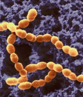 Hình ảnh: Cung cấp men vi sinh Streptococcus thermophilus