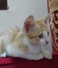 Hình ảnh: Mèo con lai 2th (vàng yếm trắng, tam thể)