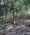 Hình ảnh: Cần bán rừng cao su tại huyện Mường Ảng,tỉnh Điên Biên.