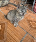 Hình ảnh: Tìm nhà mới cho 2 bé mèo Anh lông dài xinh xắn đáng yêu ở HN