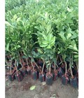Hình ảnh: Cung cấp cây giống, cây choai bưởi da xanh ruột hồng F1 chuẩ