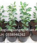 Hình ảnh: Cung cấp cây giống : Chanh Chúc, CHanh Não Người, Chanh Thái