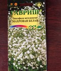Hình ảnh: Hạt giống hoa Baby trắng nhập khẩu Nga