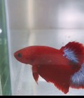 Hình ảnh: Shop betta cần thơ red fancy