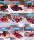 Hình ảnh: Shop betta cần thơ nemo galaxy