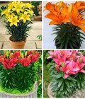 Hình ảnh: Củ ly lùn thơm nhập khẩu Hà Lan