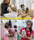 Hình ảnh: Pn pet shop Cún nuôi tận gốc, giá sốc tận nóc