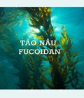 Hình ảnh: Fucoidan giá bao nhiêu