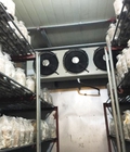 Hình ảnh: 0947459479, Lắp đặt kho lạnh bảo quản nấm trên toàn quốc