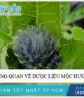 Hình ảnh: Tìm hiểu về cây mộc hương từ Phòng khám Đa Khoa Hoàn Cầu