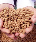 Hình ảnh: Chứng nhận hợp quy Thức ăn thủy sản