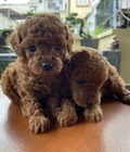Hình ảnh: Chó poodle nhà đẻ nâu đỏ siêu yêu