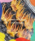 Hình ảnh: Râu mực siêu to khổng lồ tươi ngon ở hà nội
