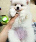 Hình ảnh: Đàn Pomeranian siêu đáng yêu 2 tháng tuổi