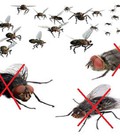 Hình ảnh: Dịch vụ kiểm soát côn trùng