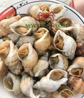 Hình ảnh: Ốc Bulot Pháp New Fresh Foods