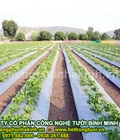 Hình ảnh: Bán màng phủ nông nghiệp tại hà nội, bán màng phủ nông nghiệp giá rẻ, cung cấp màng phủ nông nghiệp giá rẻ