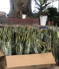 Hình ảnh: Cây Lưỡi Hổ đẹp giá rẻ hà nội