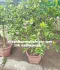 Hình ảnh: Cung cấp cây giống : Chanh Tứ Quý