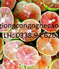 Hình ảnh: Cung cấp cây giống : Chanh Đào