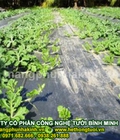 Hình ảnh: Màng PE phủ nông nghiệp, bán màng phủ nông nghiệp hà nội