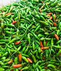 Hình ảnh: Cung cấp ớt hiểm xanh, ớt xiêm xanh, ớt thóc, ớt hiểm ngâm mắm, ớt hiểm ngâm giấm cực ngon tại Hà Nội