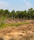 Hình ảnh: Bán nhanh 2300m2 đất Gò Dầu Tây Ninh, giá đầu tư chỉ 1,06 tỷ. Lh:0978547133 0797790790.