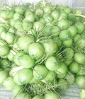 Hình ảnh: Bán buôn dừa tươi số lượng lớn Chợ đầu mối dừa tươi và dừa xiêm xanh Bến Tre cung cấp dừa tươi giá sỉ