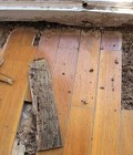 Hình ảnh: Xử lý sửa chữa sàn gỗ bị mối mọt xông đảm bảo triệt để uy tín, giá rẻ