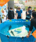 Hình ảnh: Bồn bạt nuôi cá Ý Tưởng Việt