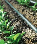 Hình ảnh: Cung cấp hệ thống tưới nhỏ giọt Azud Tây Ban Nha