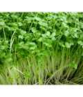 Hình ảnh: Hạt giống cải mầm Trang Nông