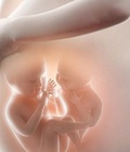 Hình ảnh: Dấu hiệu thai nhi bị nấc cụt trong bụng mẹ