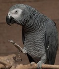 Hình ảnh: Vẹt Xám Châu Phi