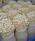 Hình ảnh: Lắp đặt kho lạnh bảo quản nấm kim châm
