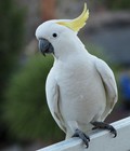 Hình ảnh: Vẹt Cockatoo Sulphur 