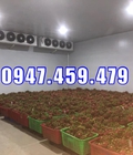 Hình ảnh: hoàn thiện kho lạnh bảo quản thanh long tại Long An