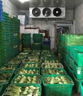 Hình ảnh: kho lạnh bảo quản rau củ cung cấp cho chợ đầu mối