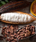 Hình ảnh: Lợi ích của cacao trong đại dịch Covid 19
