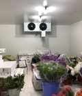 Hình ảnh: Hoàn thiện kho lạnh bảo quản hoa tươi tại Đà Lạt