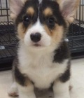 Hình ảnh: Corgi đuc 2,5 thang 