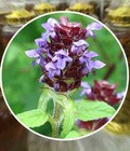 Hình ảnh: Nơi bán hạ khô thảo chất lượng tại HCM
